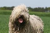 KOMONDOR 030